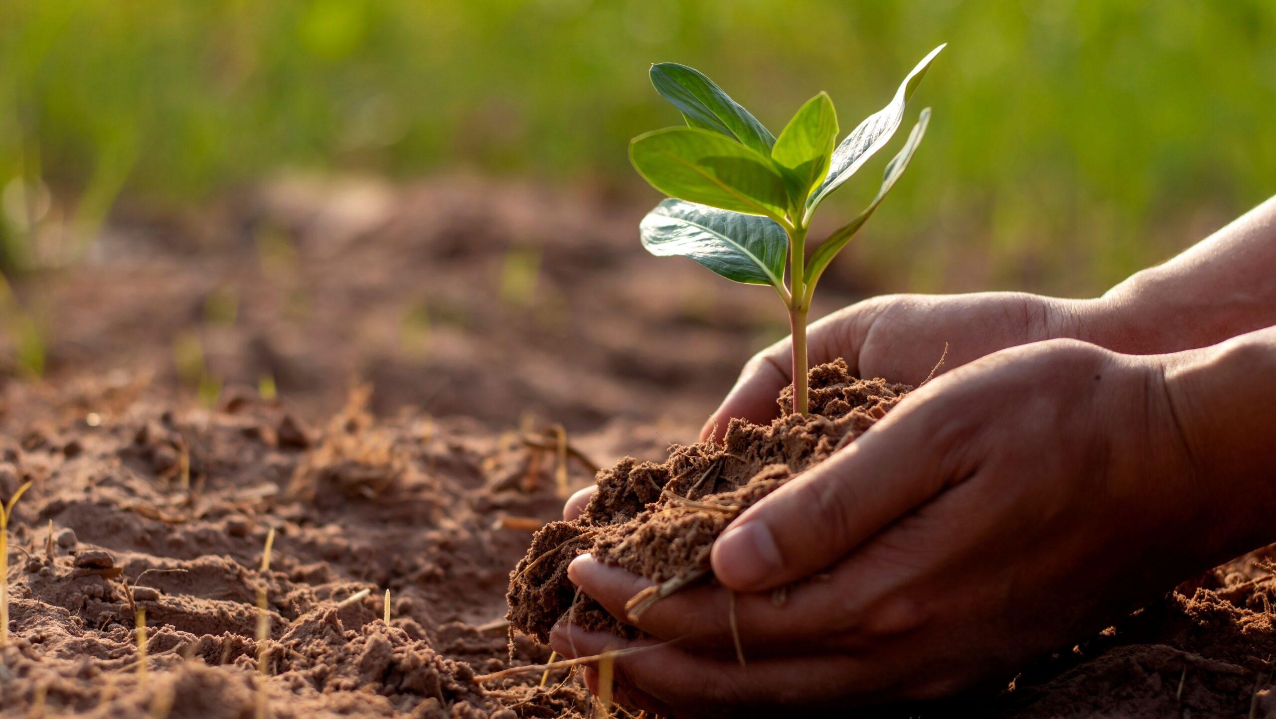 Close up of healthy farm soil