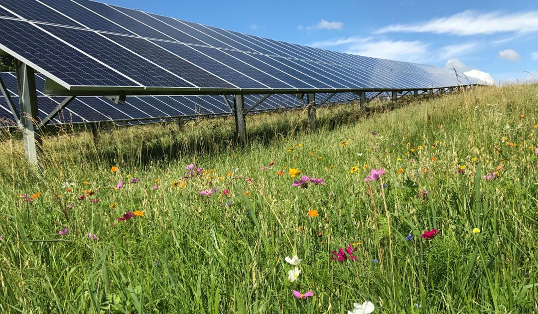Solar panels on the farm