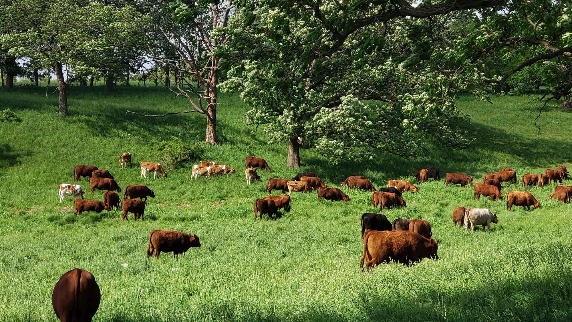 Healthy grass-fed cow in a spacious pasture, signifying animal welfare