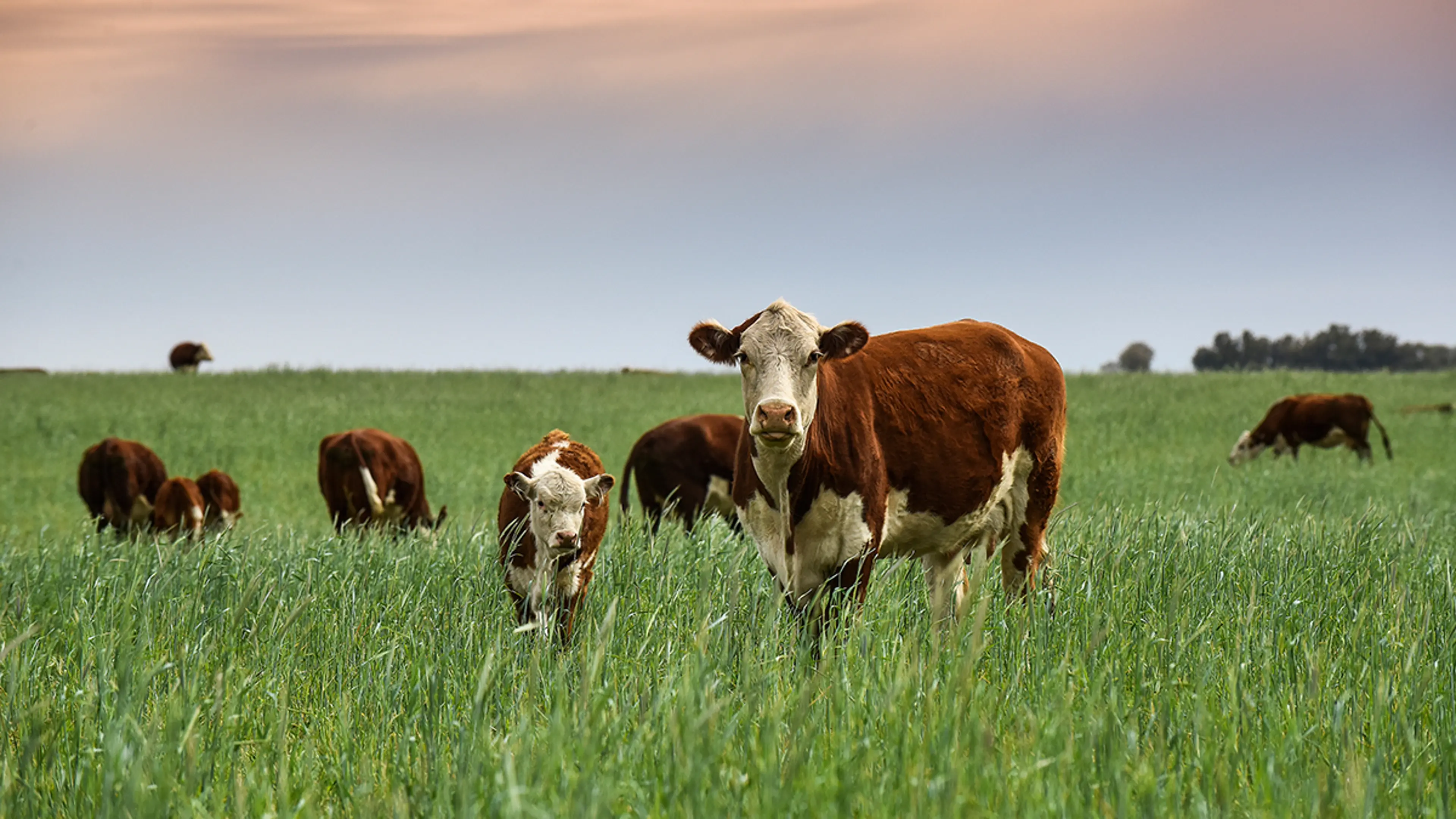 Herd of grass-fed cattle grazing in a lush Vermont pasture