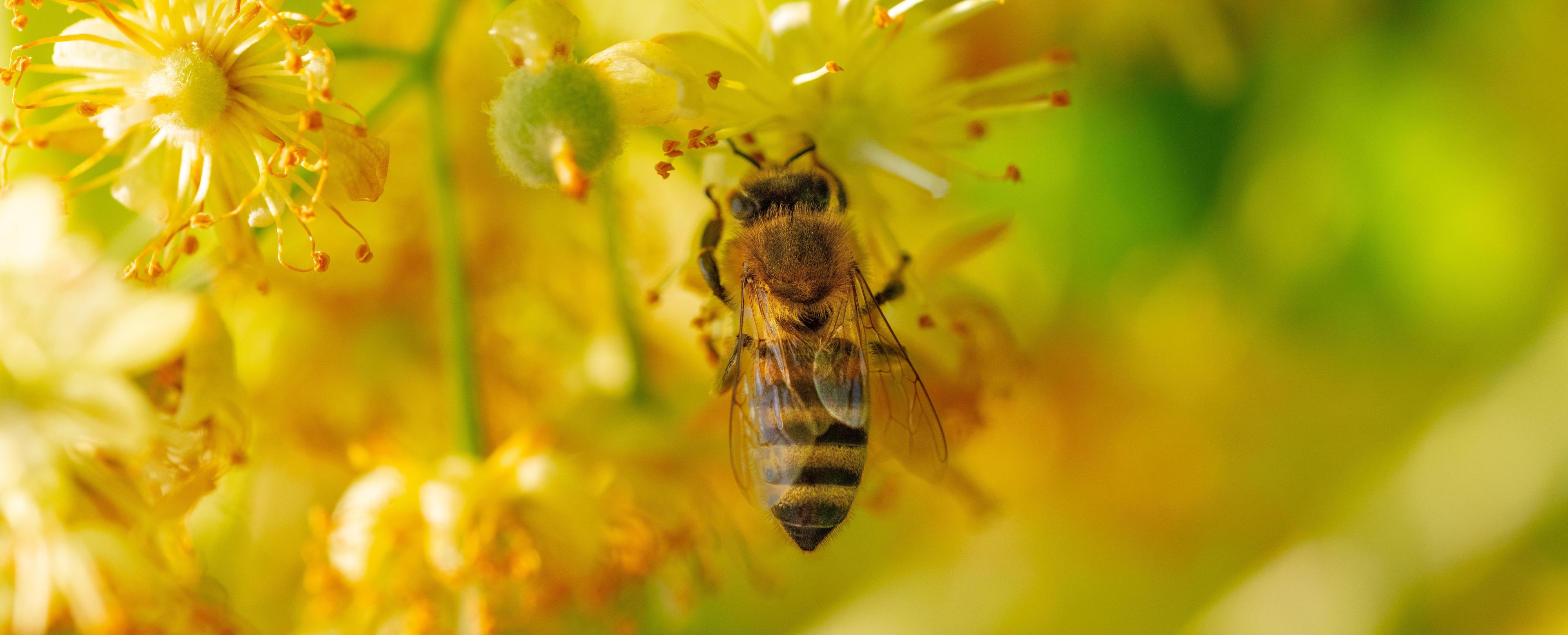 Beekeeper inspecting a beehive frame