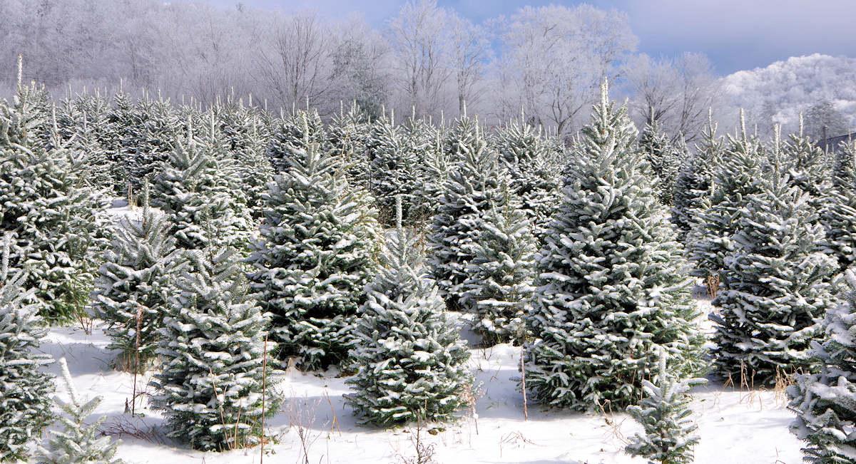 Christmas Tree Farm
