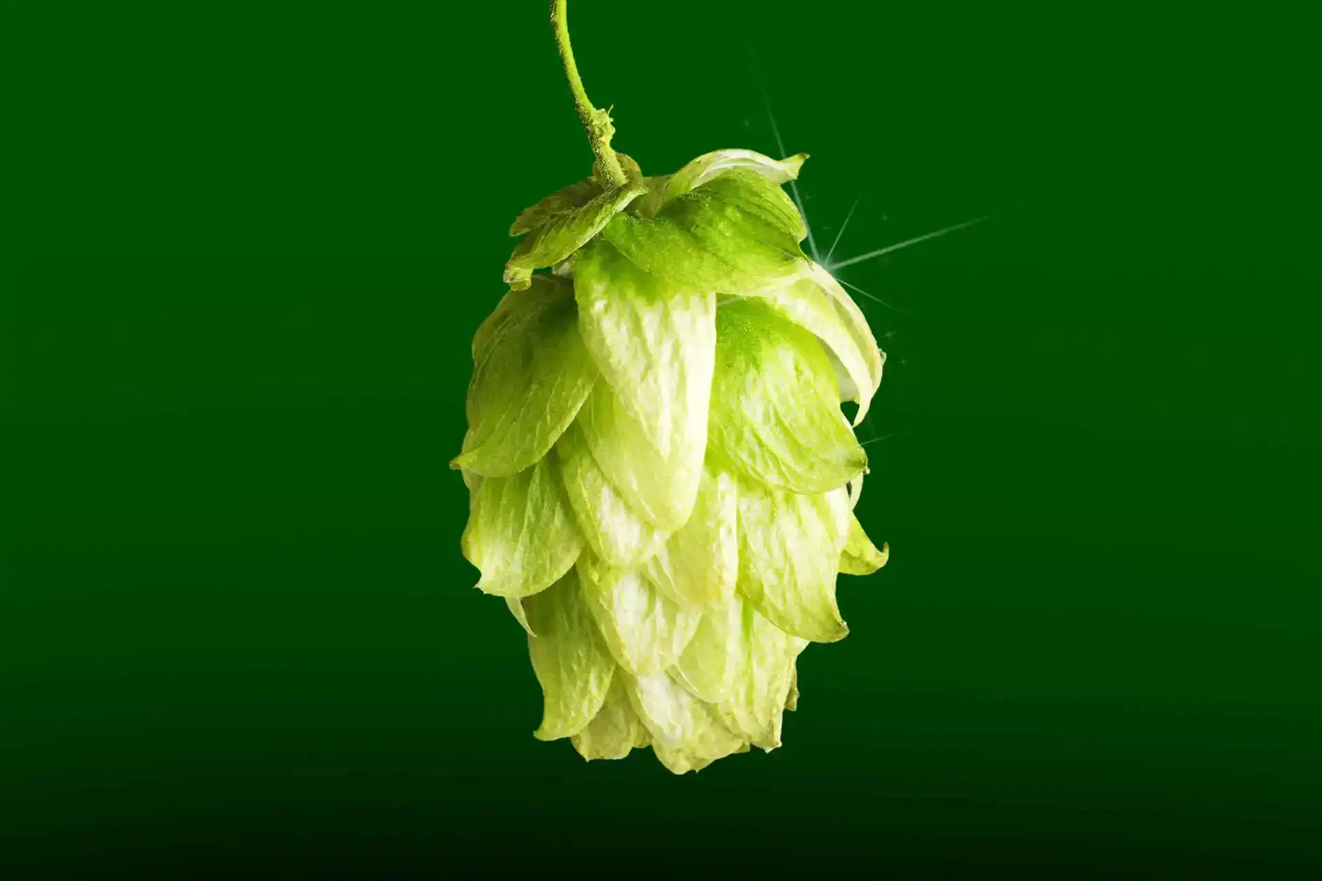 Close-up of hop cones growing on vine
