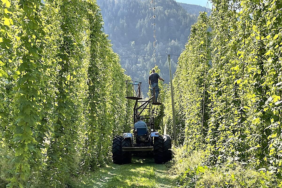 Hop harvest