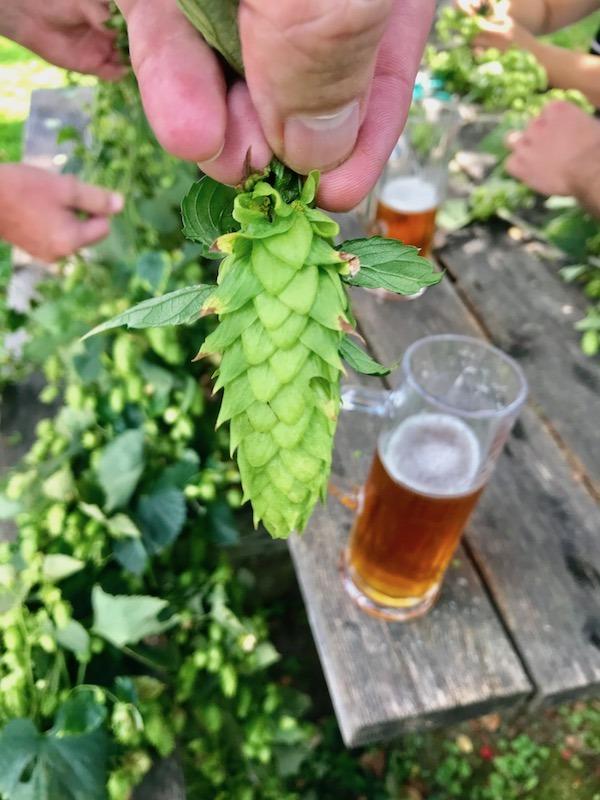 Fresh hops for brewing