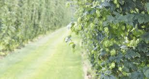 Centennial hops
