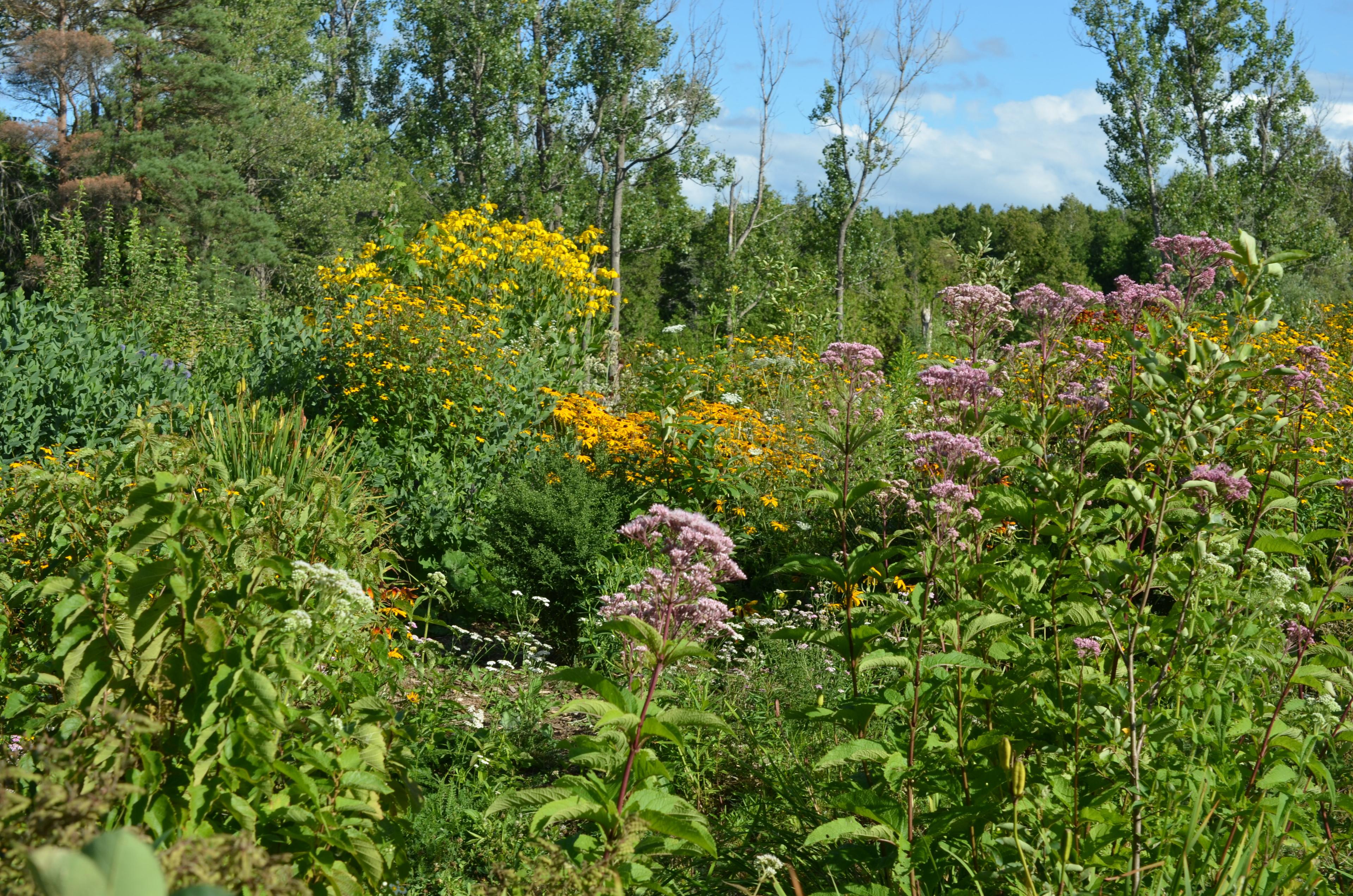 Pollinator habitat