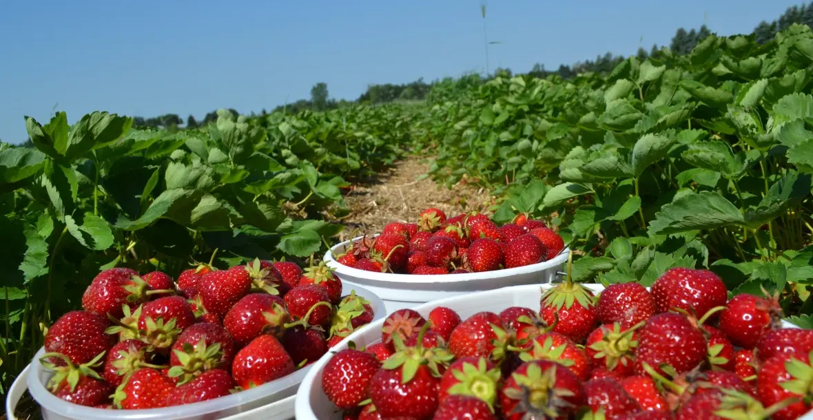 Fresh strawberries representing seasonal produce