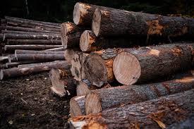 Stacked lumber from sustainably managed forests